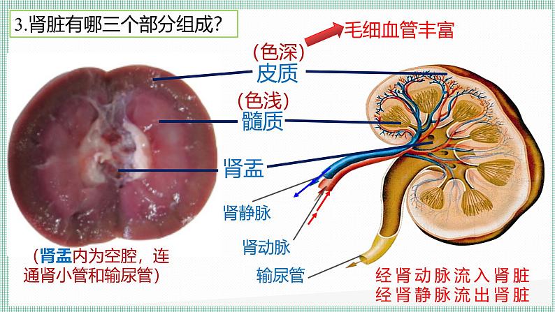 9.2尿的形成与排出 PPT  BSD第8页