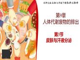 北师大版初中生物 七年级下册 9.3皮肤与汗液分泌（PPT+教案）