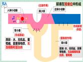 北师大版初中生物 七年级下册 9.3皮肤与汗液分泌（PPT+教案）