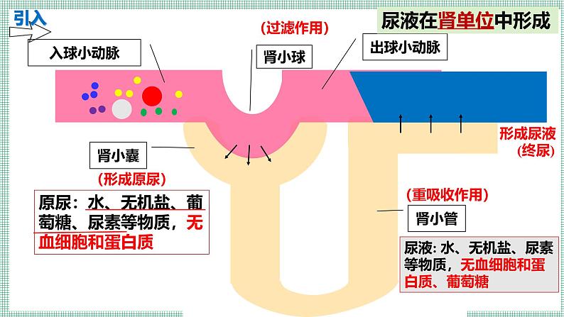 9.3皮肤与汗液分泌   PPT  BSD第3页