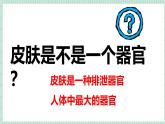 北师大版初中生物 七年级下册 9.3皮肤与汗液分泌（PPT+教案）
