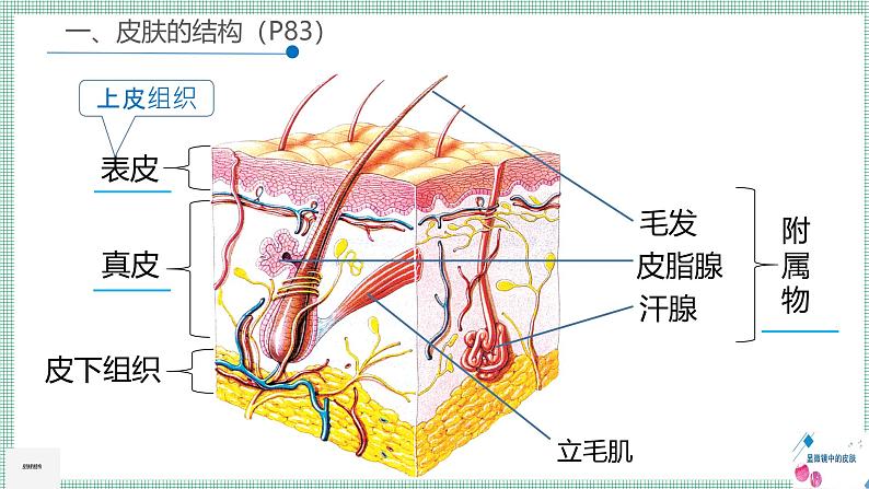 9.3皮肤与汗液分泌   PPT  BSD第7页