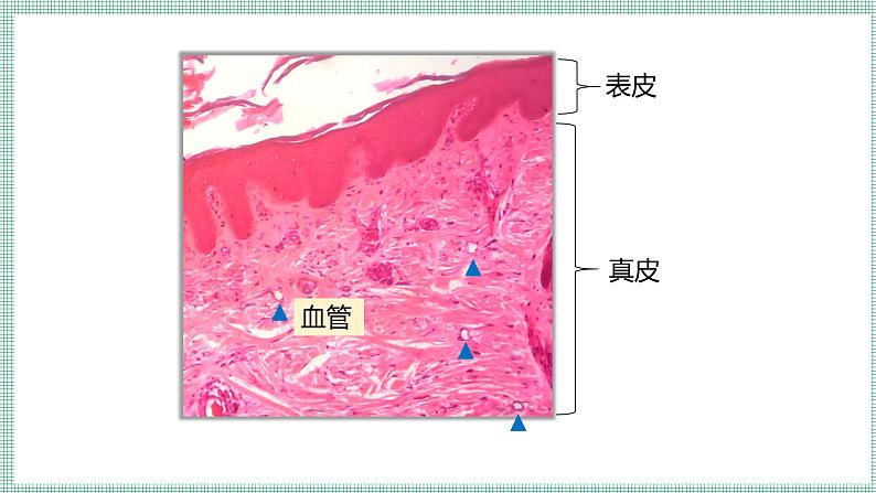 9.3皮肤与汗液分泌   PPT  BSD第8页