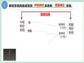 北师大版初中生物 七年级下册 10.1.1神经系统与神经调节（PPT+教案）