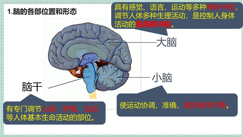 10.1.1神经系统与神经调节  PPT  BSD第6页