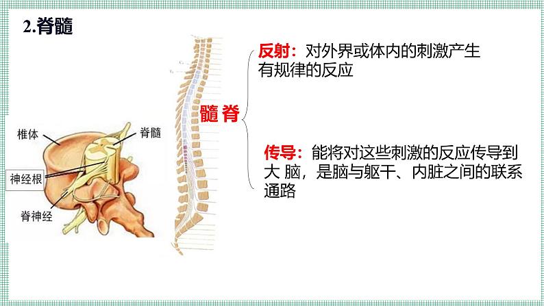 10.1.1神经系统与神经调节  PPT  BSD第7页