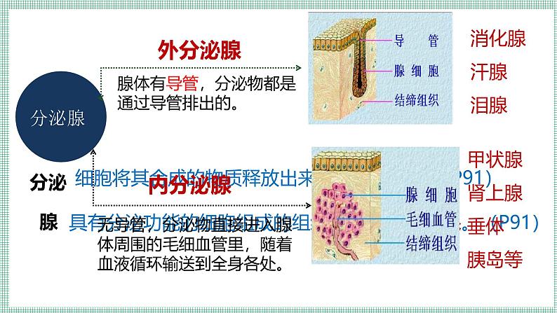 10.3 激素调节  PPT  BSD第6页