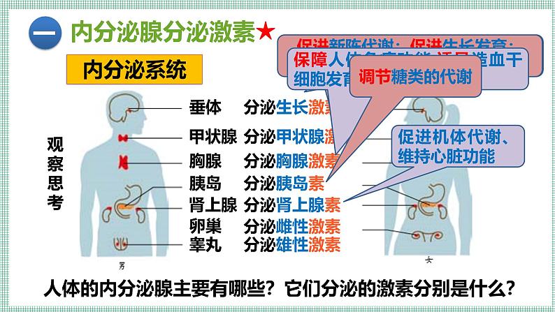 10.3 激素调节  PPT  BSD第8页