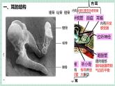 北师大版初中生物 七年级下册 10.2.2感受器和感觉器官（PPT+教案）