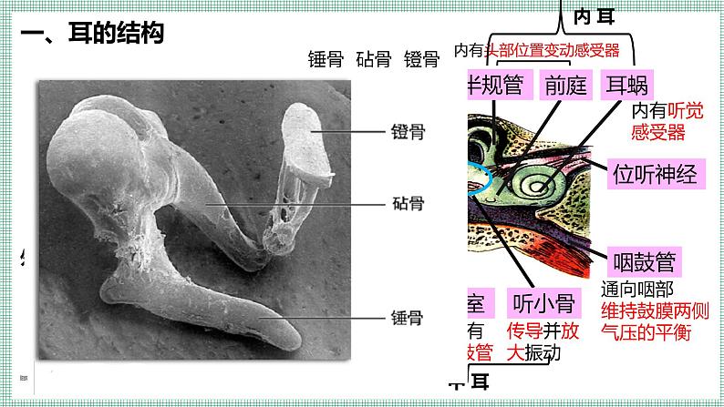 10.2.2感受器和感觉器官  PPT  BSD第5页