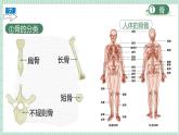 北师大版初中生物 七年级下册 11.1人体的骨骼（PPT+教案）