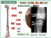 北师大版初中生物 七年级下册 11.1人体的骨骼（PPT+教案）