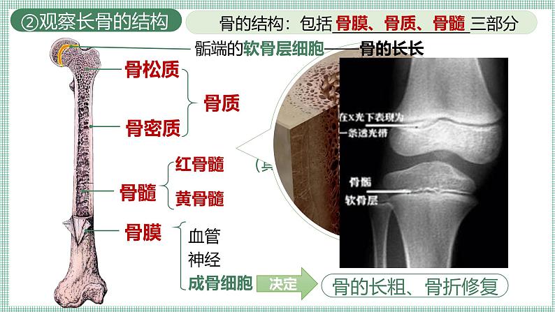 11.1人体的骨骼   PPT  BSD第5页