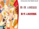 北师大版初中生物 七年级下册 11.2人体的骨骼肌（PPT+教案）