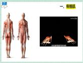 北师大版初中生物 七年级下册 11.2人体的骨骼肌（PPT+教案）