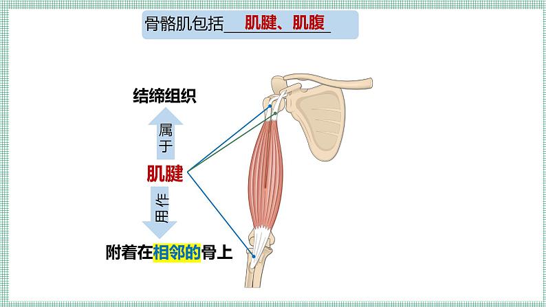 11.2人体的骨骼肌   PPT  BSD第5页