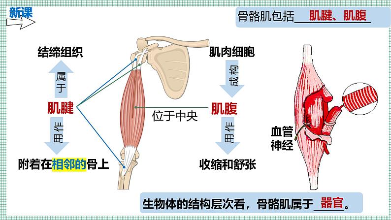 11.2人体的骨骼肌   PPT  BSD第6页