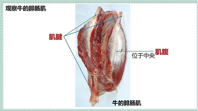 11.2人体的骨骼肌   PPT  BSD第7页