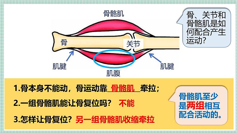 11.3运动的形成  PPT  BSD第5页