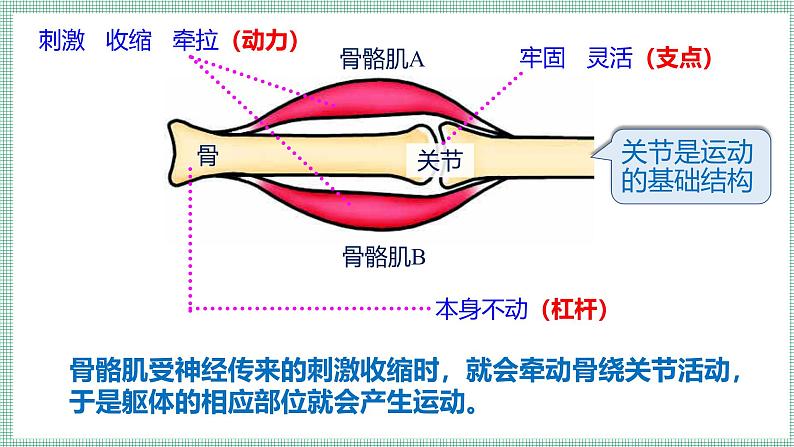 11.3运动的形成  PPT  BSD第6页