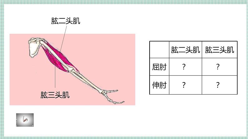 11.3运动的形成  PPT  BSD第7页