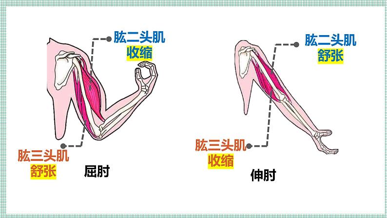 11.3运动的形成  PPT  BSD第8页