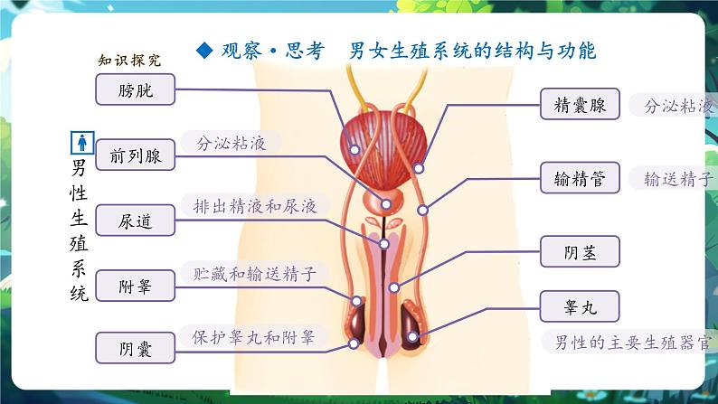 【大单元教学】人教版（新教材）生物七下 4.1.1人的生殖 课件 课件(共32张PPT)+视频素材第5页