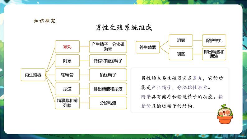 【大单元教学】人教版（新教材）生物七下 4.1.1人的生殖 课件 课件(共32张PPT)+视频素材第7页