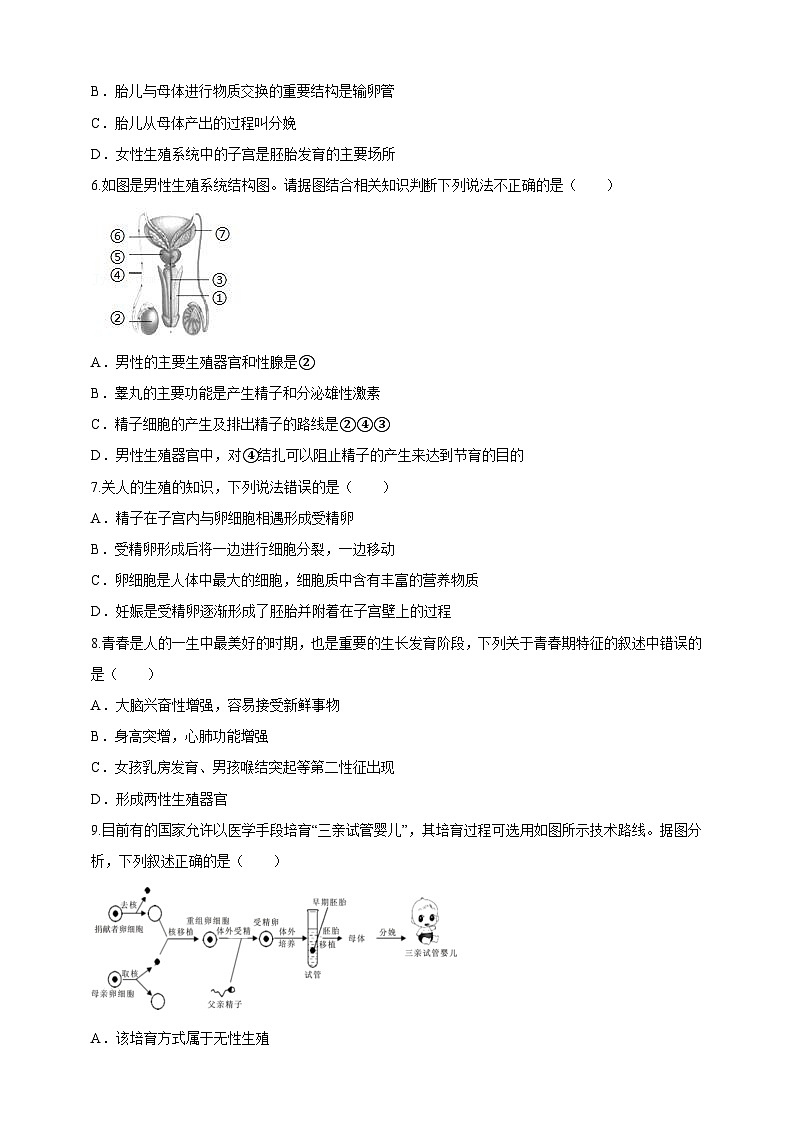 【大单元教学】人教版（新教材）生物七下 4.1.1人的生殖 分层作业（含答案）第2页