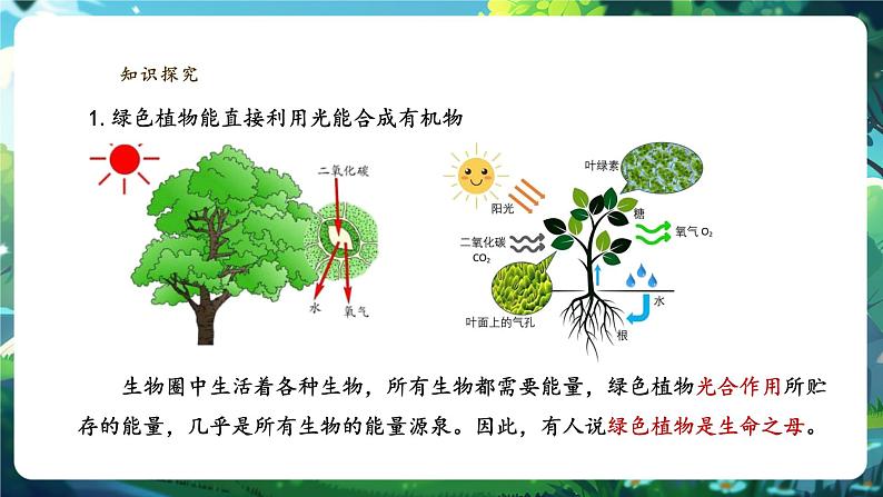 【大单元教学】人教版（新教材）生物七下 3.2.4植物在自然界中的作用 课件(共22张PPT)+视频素材第5页