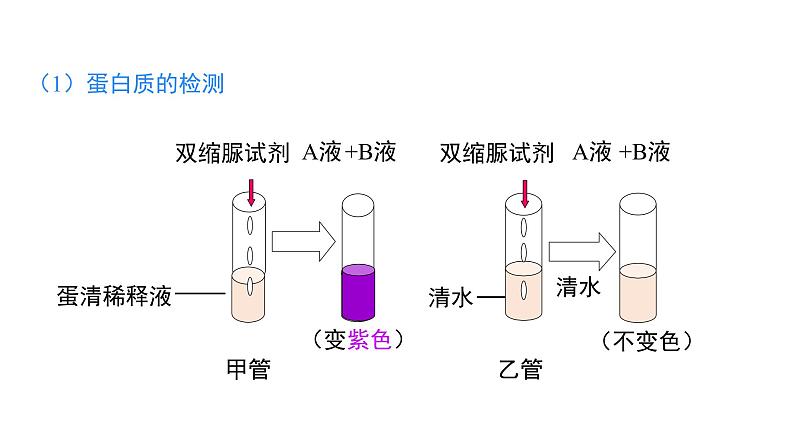 4.6.1 人类的食物 课件-2024-2025学年北师大版生物七年级下册第8页