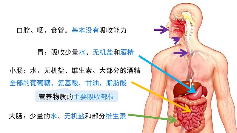 第2课时 营养物质的吸收第5页