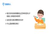 4.6.2 食物的消化和营养物质的吸收  课件-2024-2025学年北师大版生物七年级下册