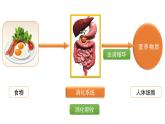 4.6.2 食物的消化和营养物质的吸收  课件-2024-2025学年北师大版生物七年级下册