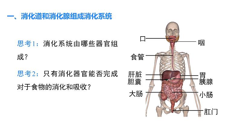 第1课时  消化系统的组成及营养物质的消化第5页