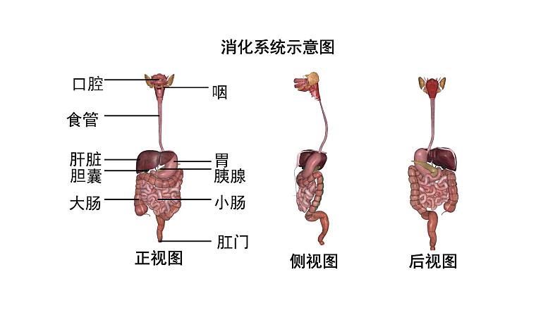 第1课时  消化系统的组成及营养物质的消化第6页