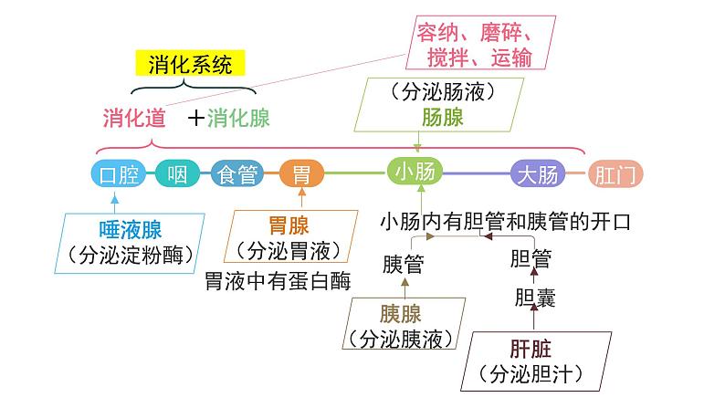 第1课时  消化系统的组成及营养物质的消化第8页