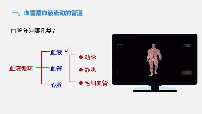 第1课时 血液流动的管道第5页