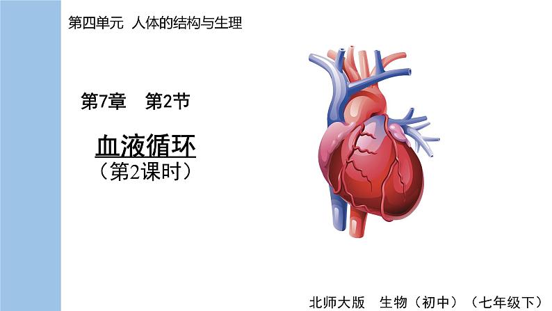 第2课时 心脏与血液循环第1页