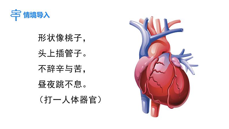 第2课时 心脏与血液循环第3页