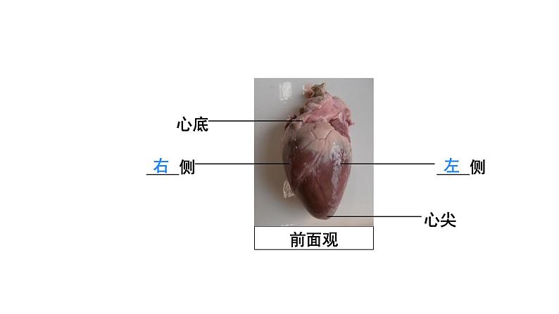 第2课时 心脏与血液循环第6页