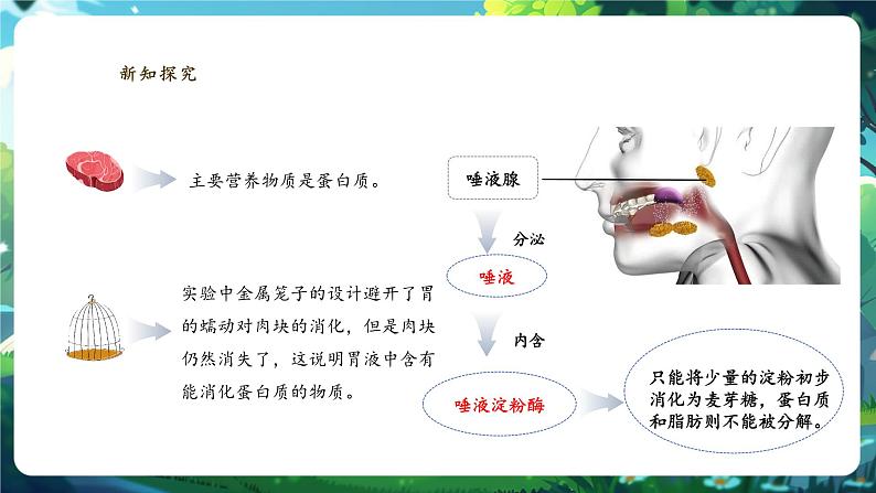 【核心素养】冀少版生物七下3.1.3.2食物在胃肠内的消化 课件第6页