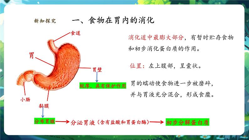 【核心素养】冀少版生物七下3.1.3.2食物在胃肠内的消化 课件第7页