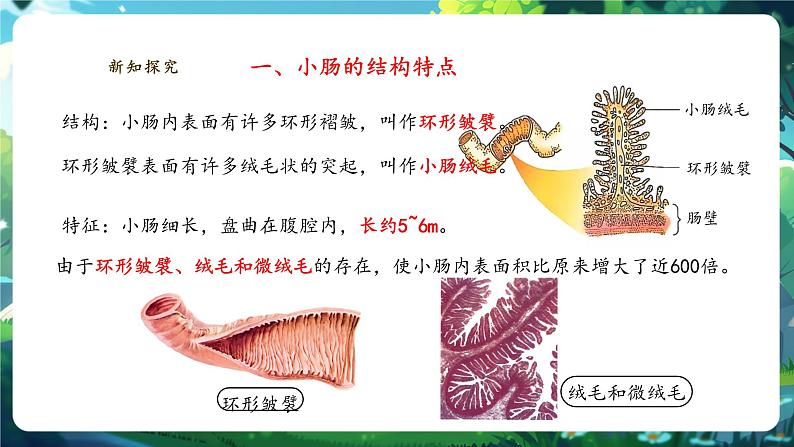 【核心素养】冀少版生物七下3.1.3.3营养物质的吸收 课件第6页