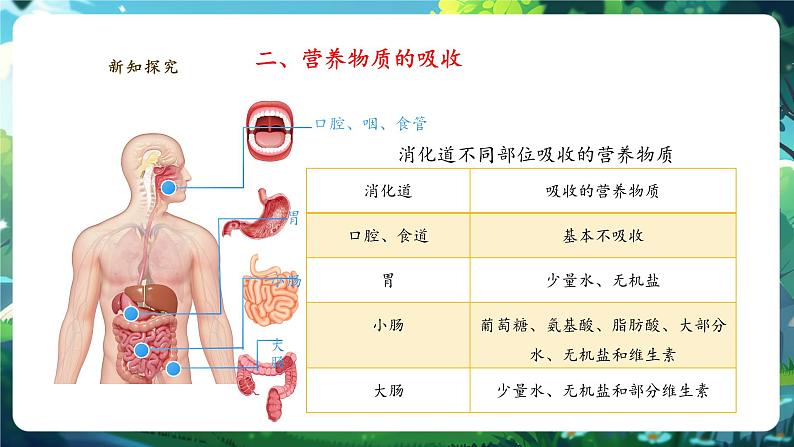 【核心素养】冀少版生物七下3.1.3.3营养物质的吸收 课件第8页