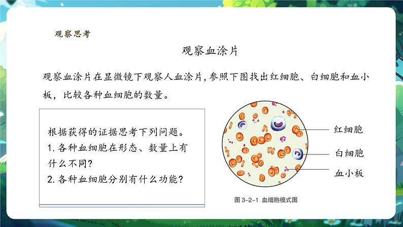 【核心素养】冀少版生物七下3.2.1.1血液 课件(共29张PPT)第5页