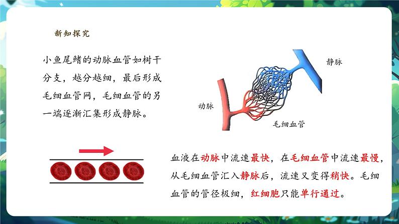 【核心素养】冀少版生物七下3.2.1.2血管 课件(共28张PPT)第7页