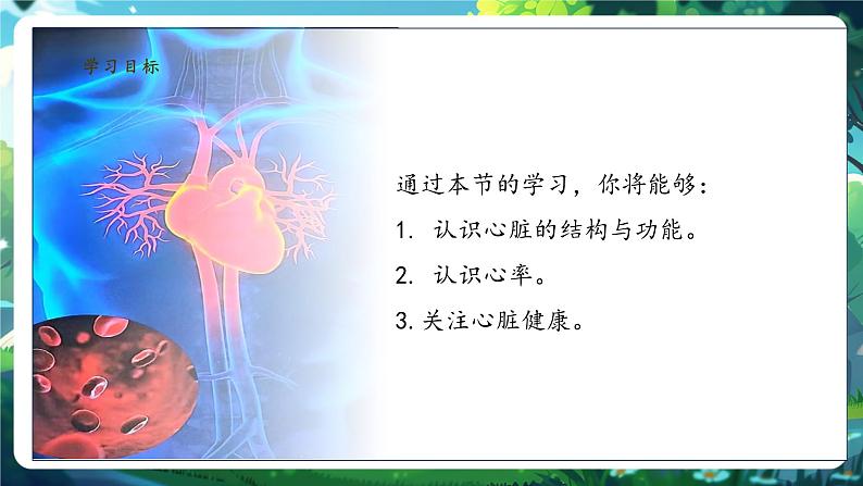 【核心素养】冀少版生物七下3.2.1.3心脏 课件(共24张PPT)第3页