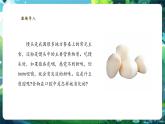 【核心素养优质课】冀少版生物七年级下册 3.1.3.1食物在口腔中的消化（课件+同步教案+导学案+分层作业）