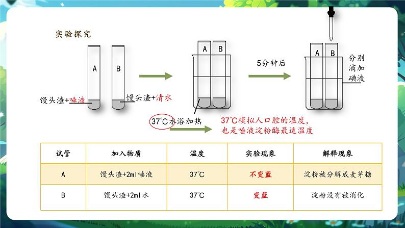 【核心素养】冀少版生物七下3.1.3.1食物在口腔中的消化 课件第8页